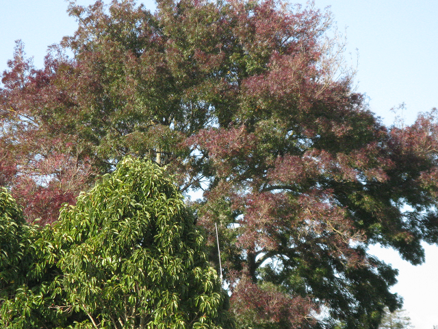 Pepper tree_ Cambridge Tree Trust